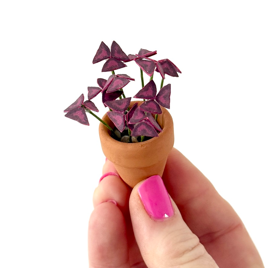 ‘Luck Be a Leaf Tonight’ Miniature Oxalis Triangularis Paper Plant photo 1