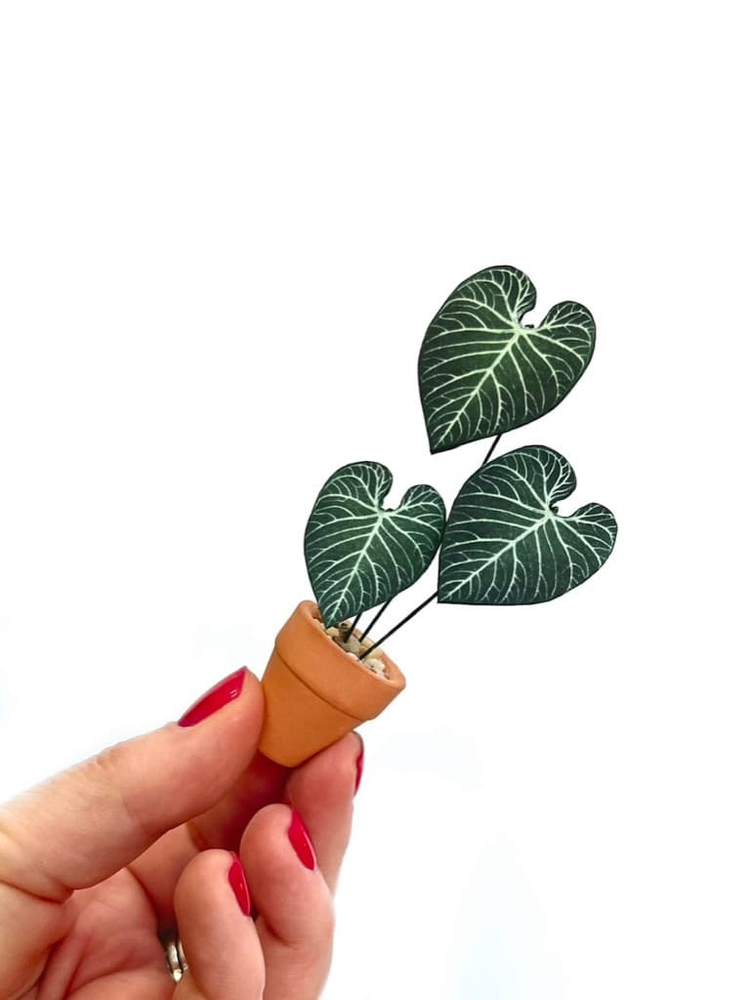 ‘Grow Your Own Way’ Miniature Anthurium Regale Paper Plant photo 1