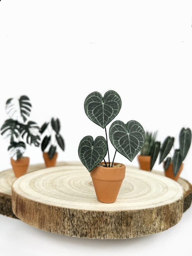 ‘I Will Survive’ Miniature Velvet Anthurium Paper Plant photo 1