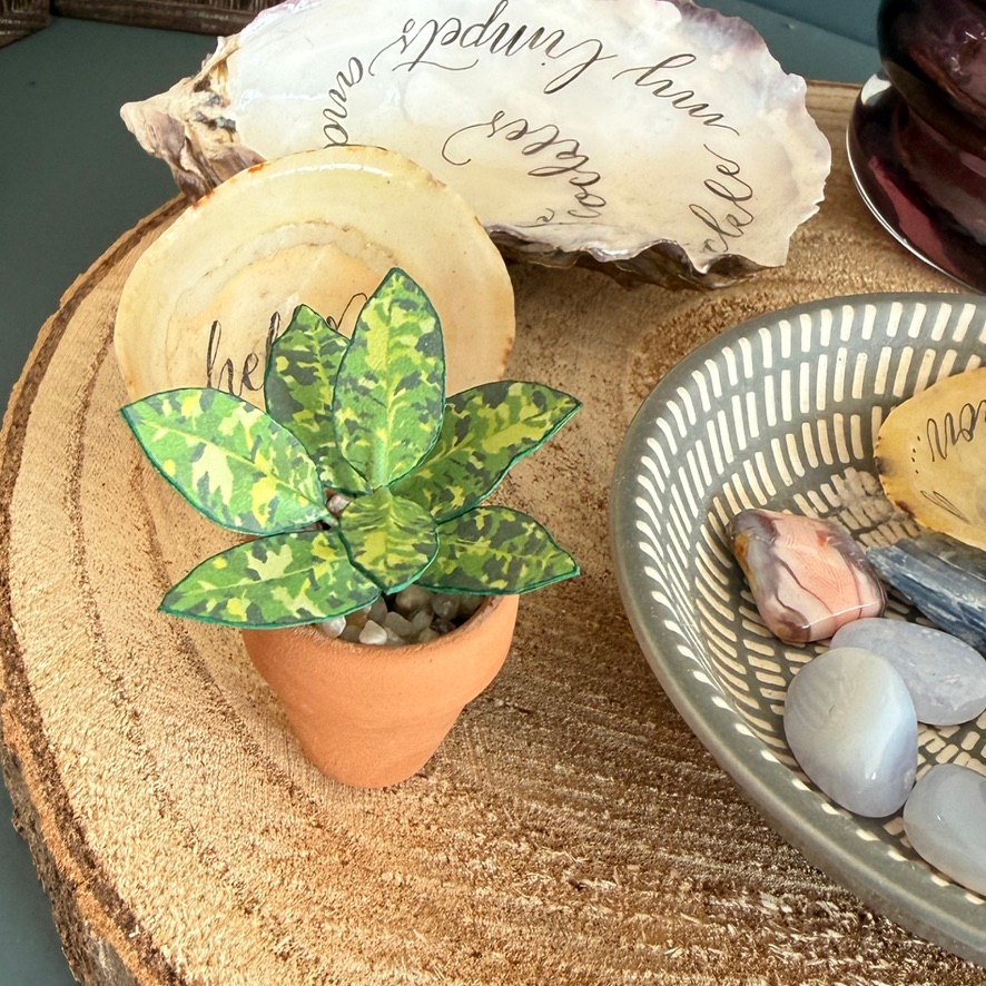 ‘Camo Chameleon’ - Miniature Aglaonema Pictum Tricolor Paper Plant photo 0
