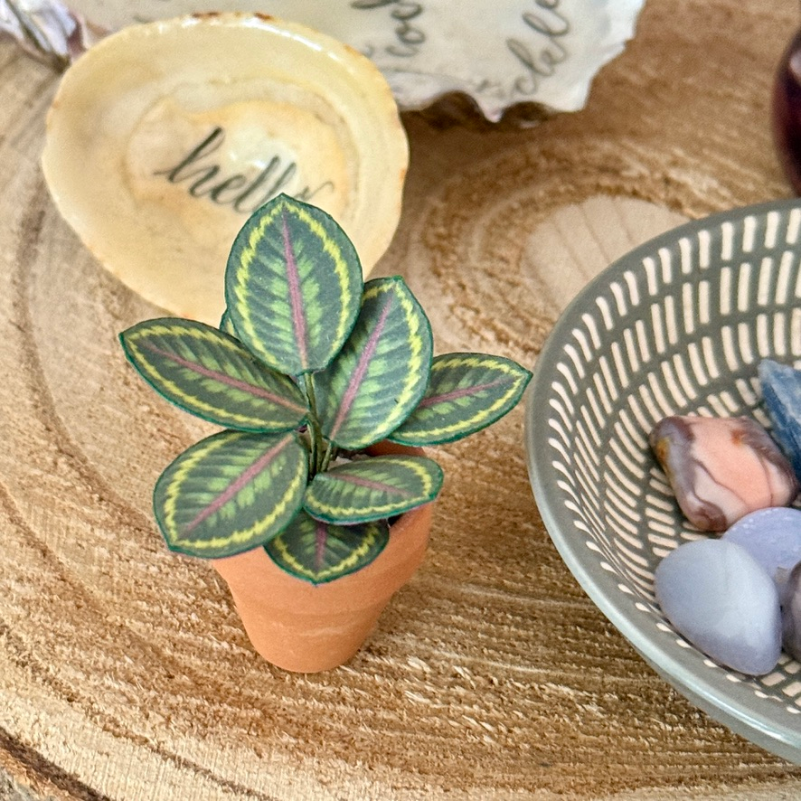 ‘Smells Like Green Spirit’ Miniature Calathea Medallion Paper Plant photo 0