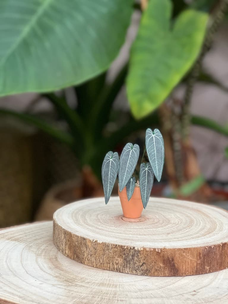 ‘You Grow Girl’ Miniature Queen Anthurium Paper Plant photo 0
