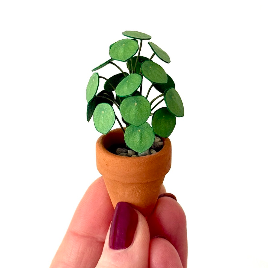 ‘Beleaf In Me’ Miniature Pilea Peperomioides Paper Plant photo 1