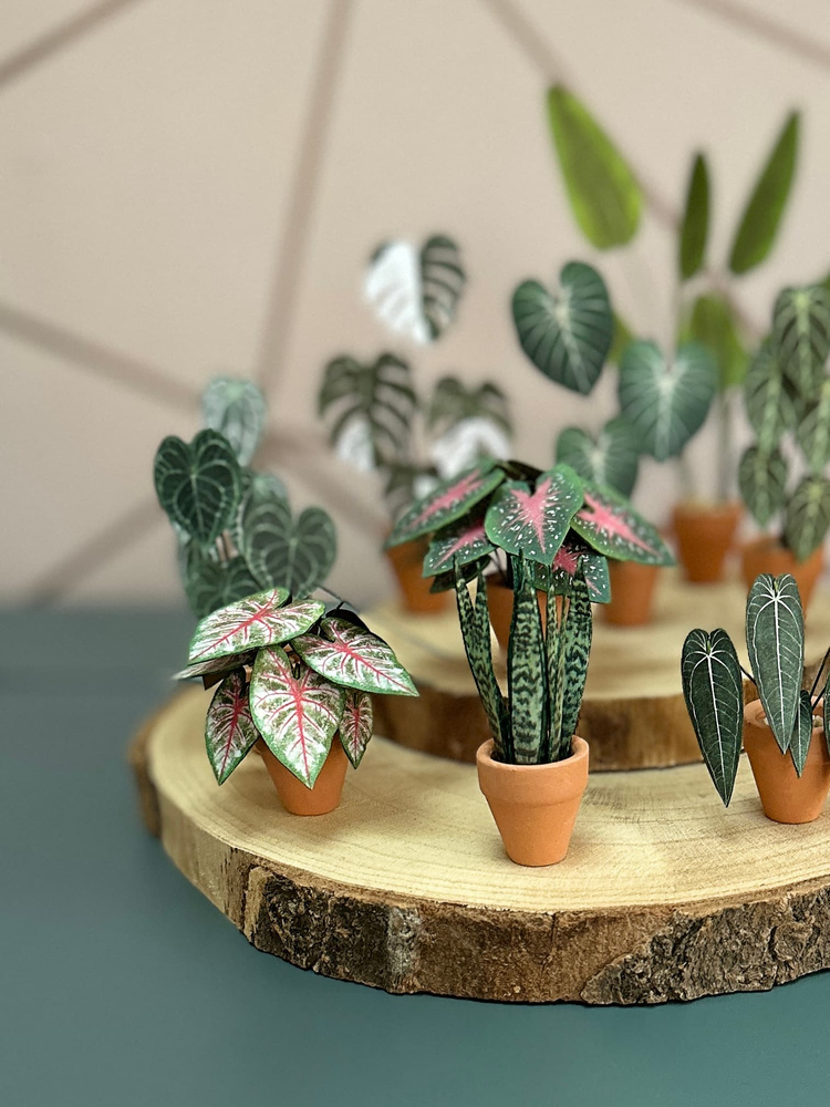 ‘Grow Big Or Grow Home’ Miniature Paper Snake Plant photo 4