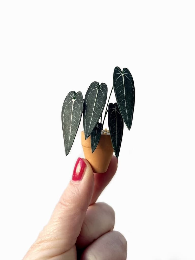 ‘You Grow Girl’ Miniature Queen Anthurium Paper Plant photo 1