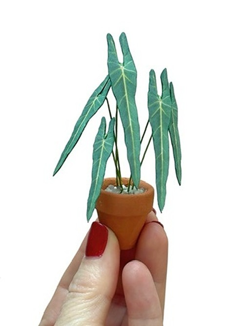 ‘Leaf Be With You’ Miniature Spiritus Sancti Paper Plant photo 1