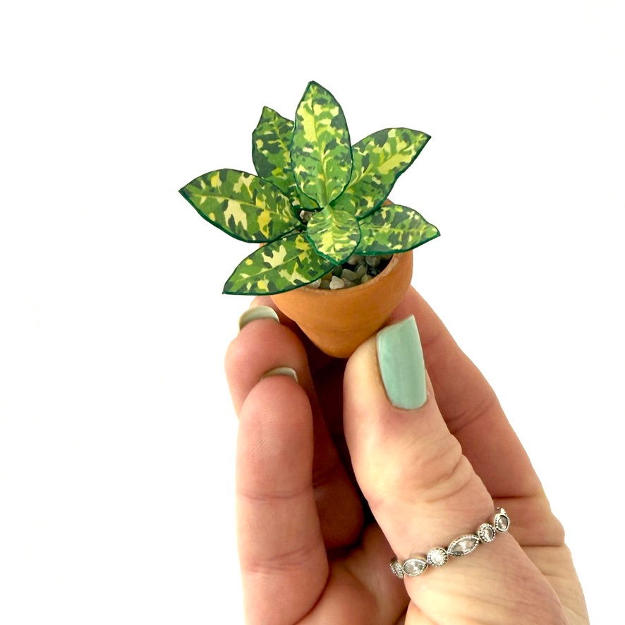 ‘Camo Chameleon’ - Miniature Aglaonema Pictum Tricolor Paper Plant photo 1