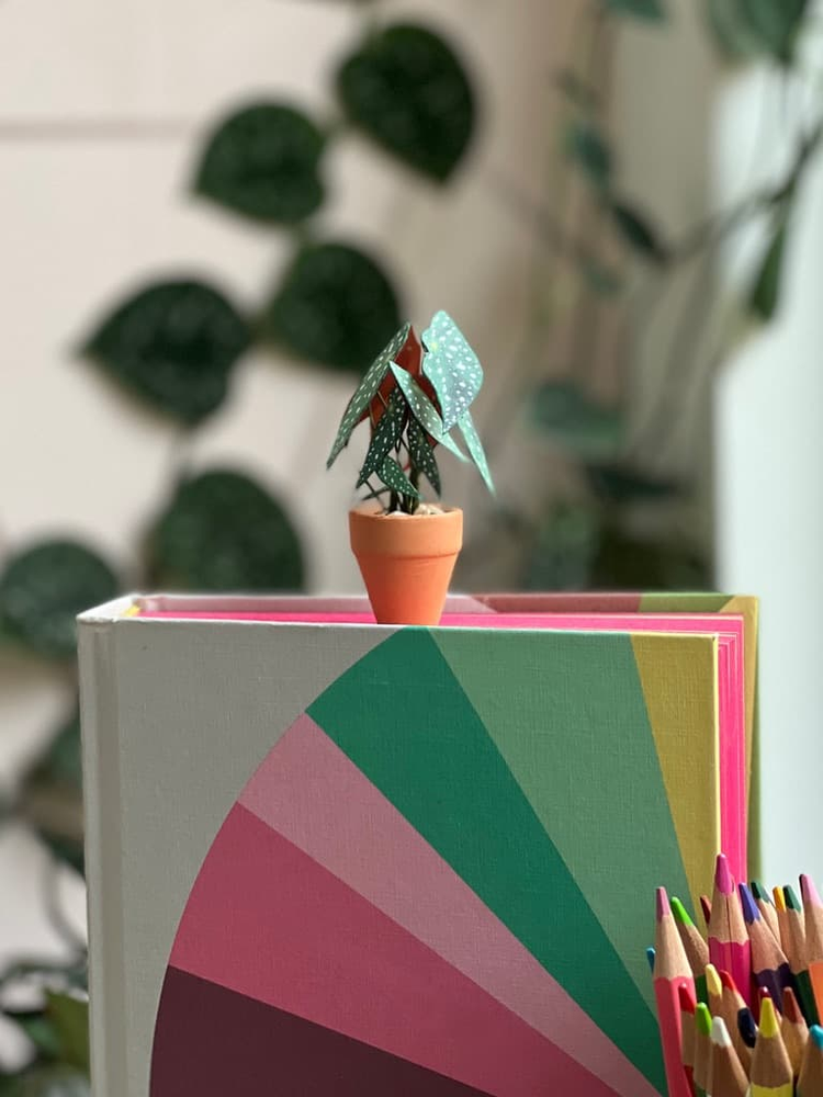‘Grow Shorty’ Miniature Begonia Paper Plant photo 0