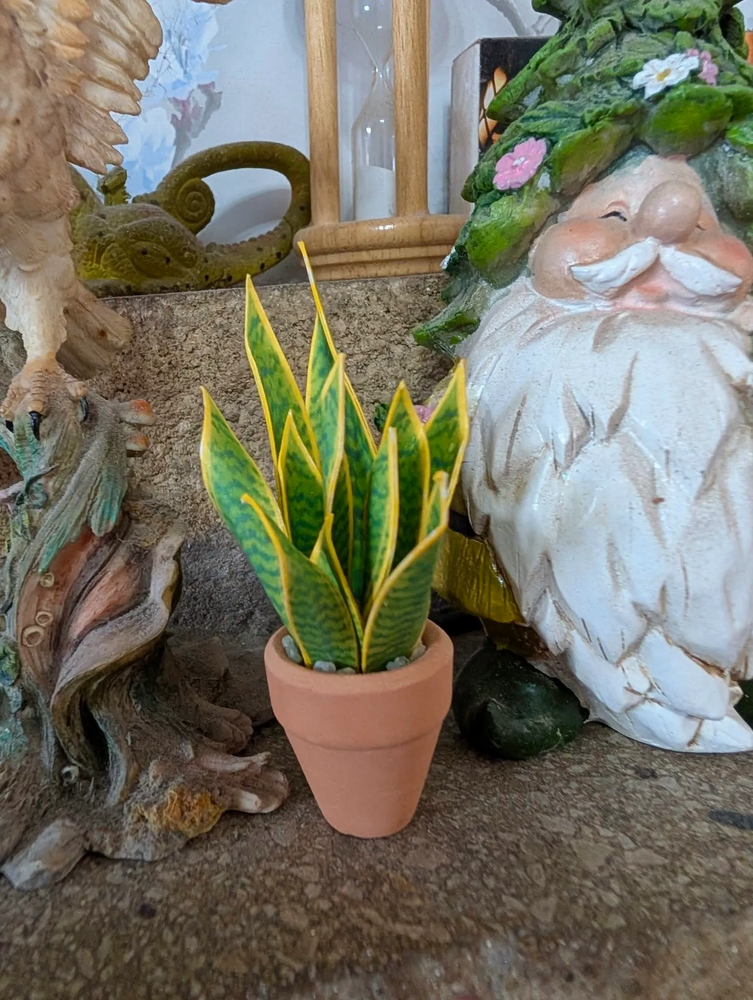 ‘Grow With The Flow’ Miniature Paper Snake Plant photo 4