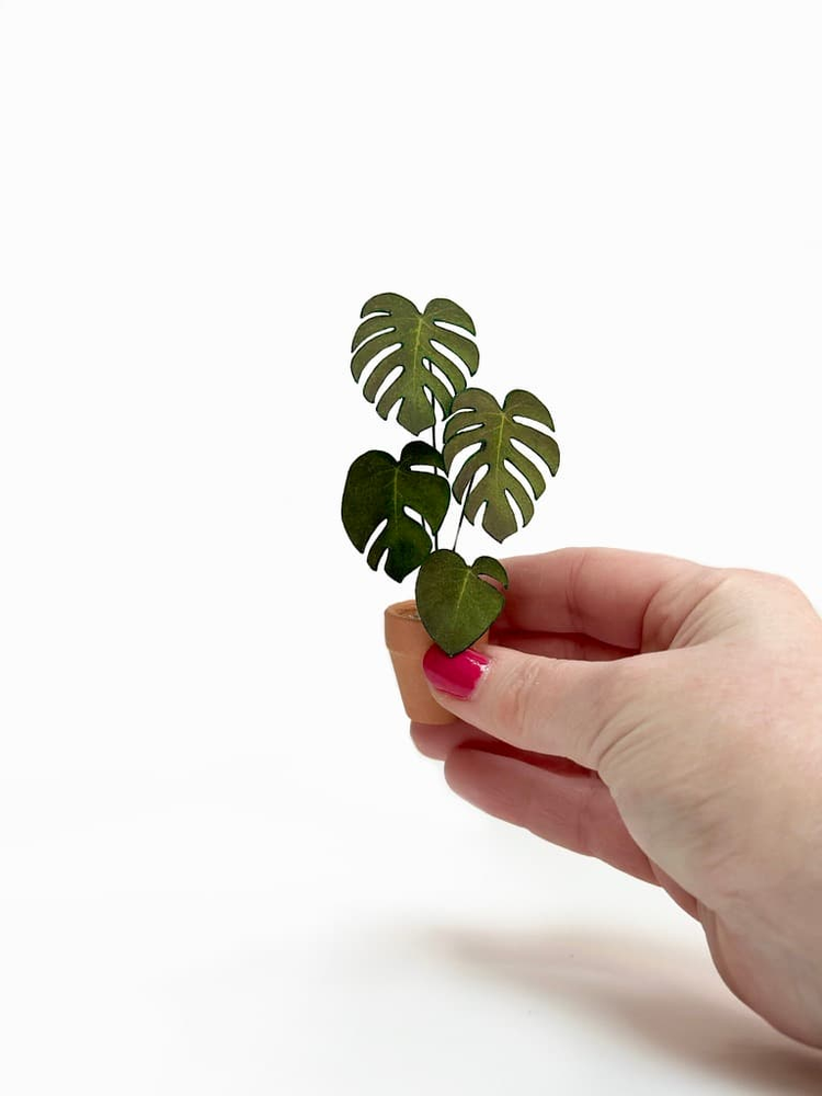 ‘I’ll Never Leaf You’ Miniature Monstera Paper Plant photo 1