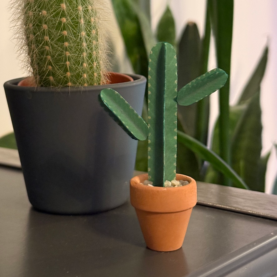 ‘Fix Up Look Sharp’ - Miniature Euphorbia Ingens Paper Plant photo 0