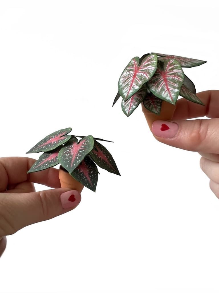 ‘Bloom Baby’ Miniature Caladium Red Flash Paper Plant photo 3