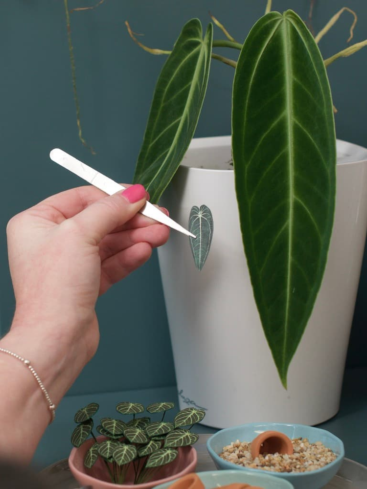 ‘You Grow Girl’ Miniature Queen Anthurium Paper Plant photo 4