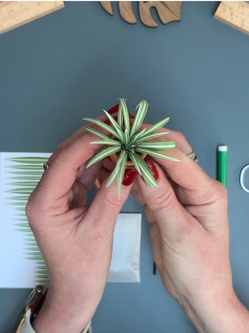 ‘I Wanna Leaf Forever’ Miniature Spider Plant photo 3