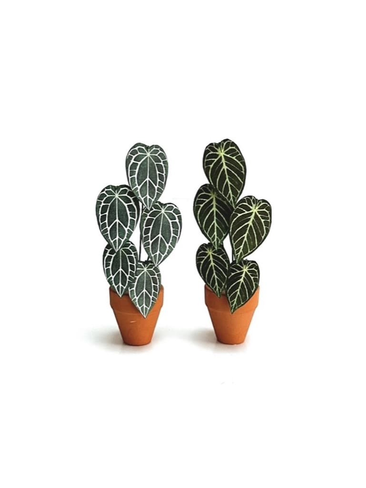 ‘Don’t Stop Beleafin’ Miniature Crystal Hope Paper Plant photo 3