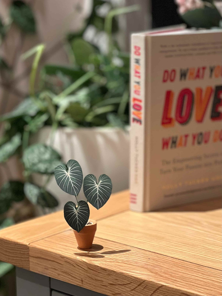 ‘Pot It Like It’s Hot’ Miniature Philodendron Paper Plant photo 4