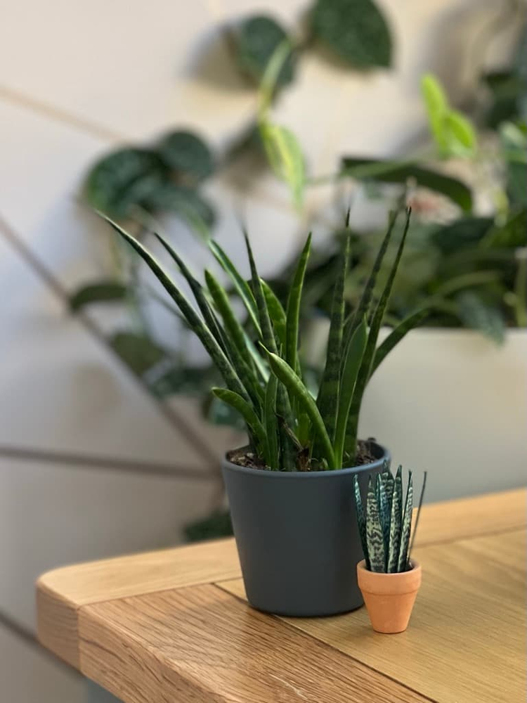 ‘Grow Big Or Grow Home’ Miniature Paper Snake Plant photo 2