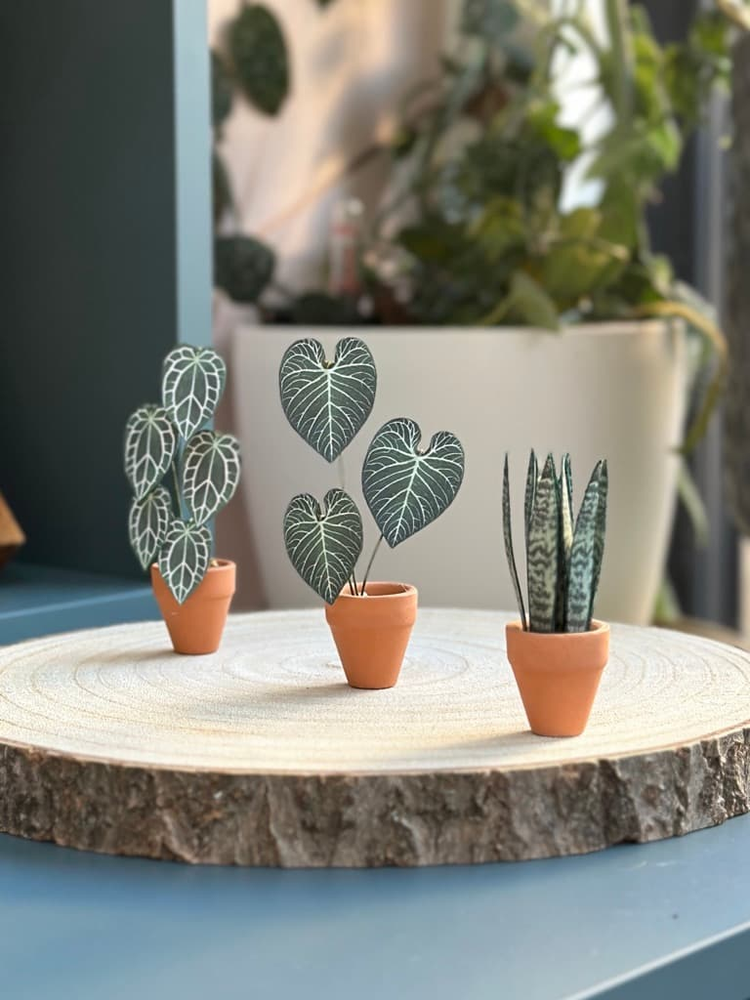 ‘Grow Big Or Grow Home’ Miniature Paper Snake Plant photo 0