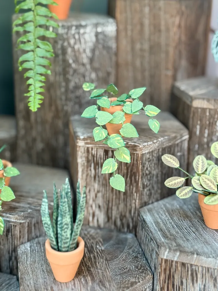 ‘You’re So Vine’ Miniature Pothos Paper Plant photo 2