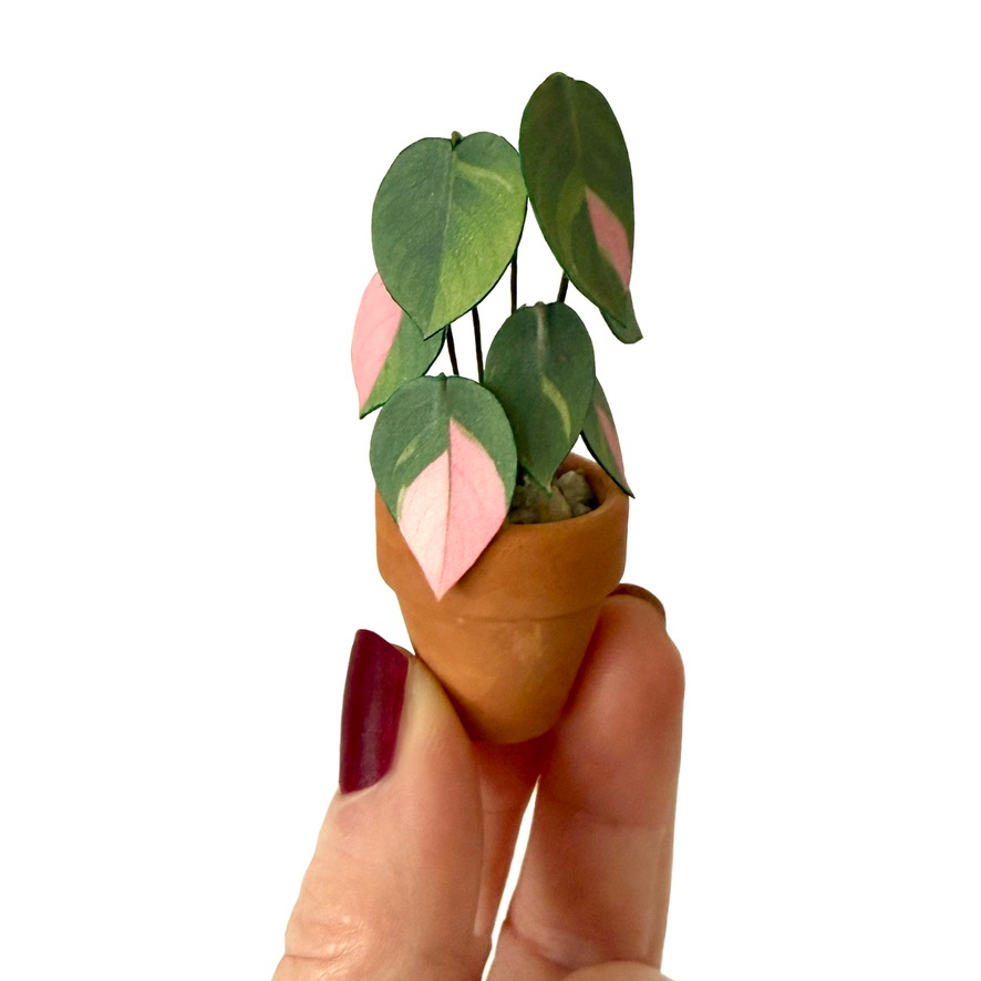 ‘Leaf Me to Rule’ Miniature Philodendron Pink Princess Paper Plant photo 1