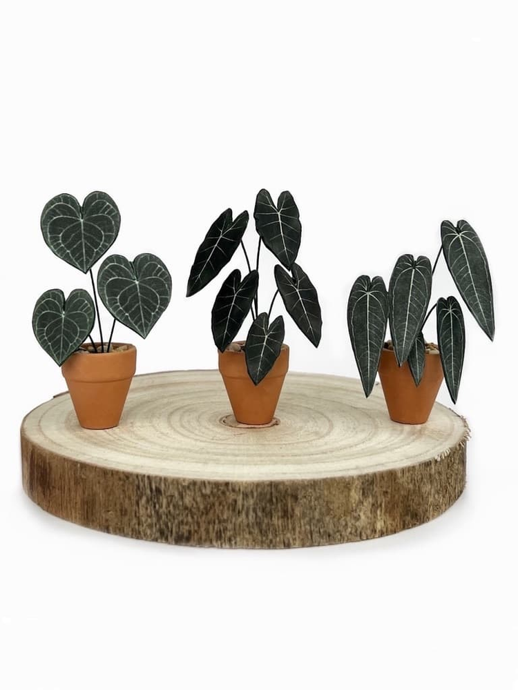 ‘Leaf It Out’ Miniature Alocasia Paper Plant photo 3
