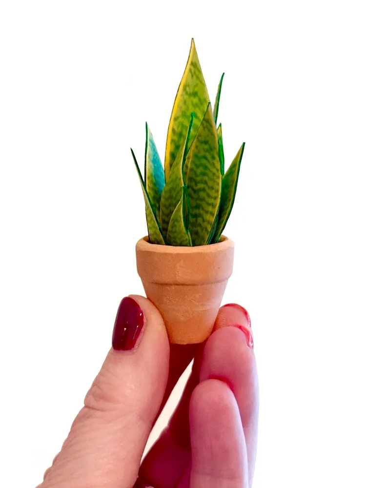 ‘Grow With The Flow’ Miniature Paper Snake Plant photo 1