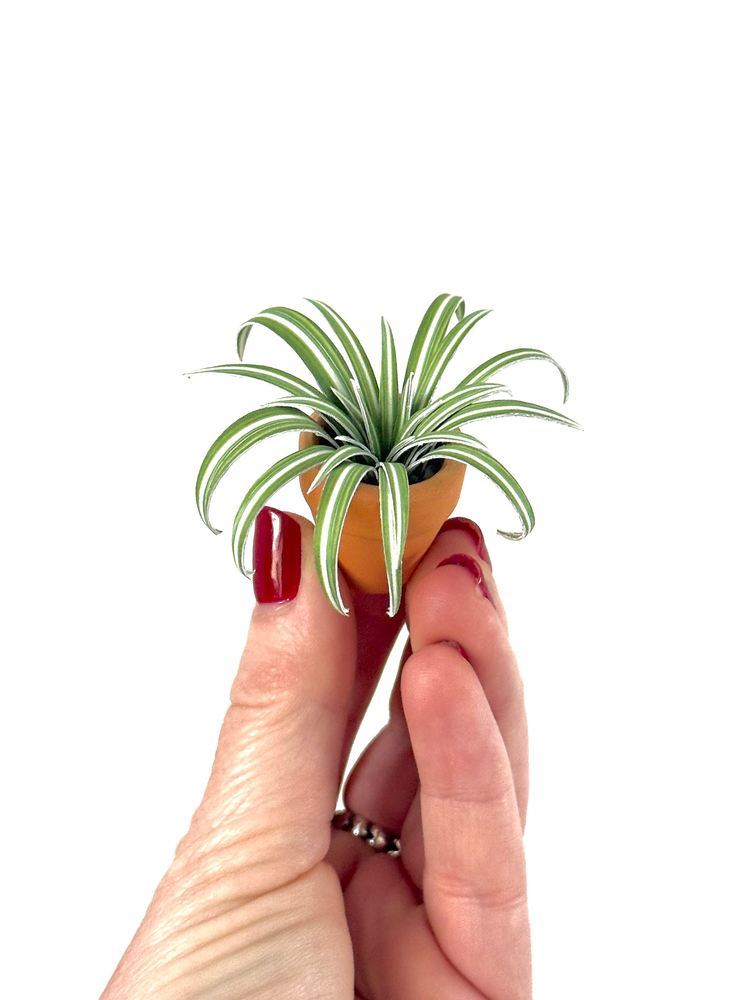 ‘I Wanna Leaf Forever’ Miniature Spider Plant photo 1