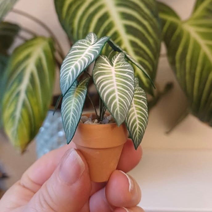 ‘Rhythm is a Planter’ - Miniature Xanthosoma Lindenii Paper Plant photo 2