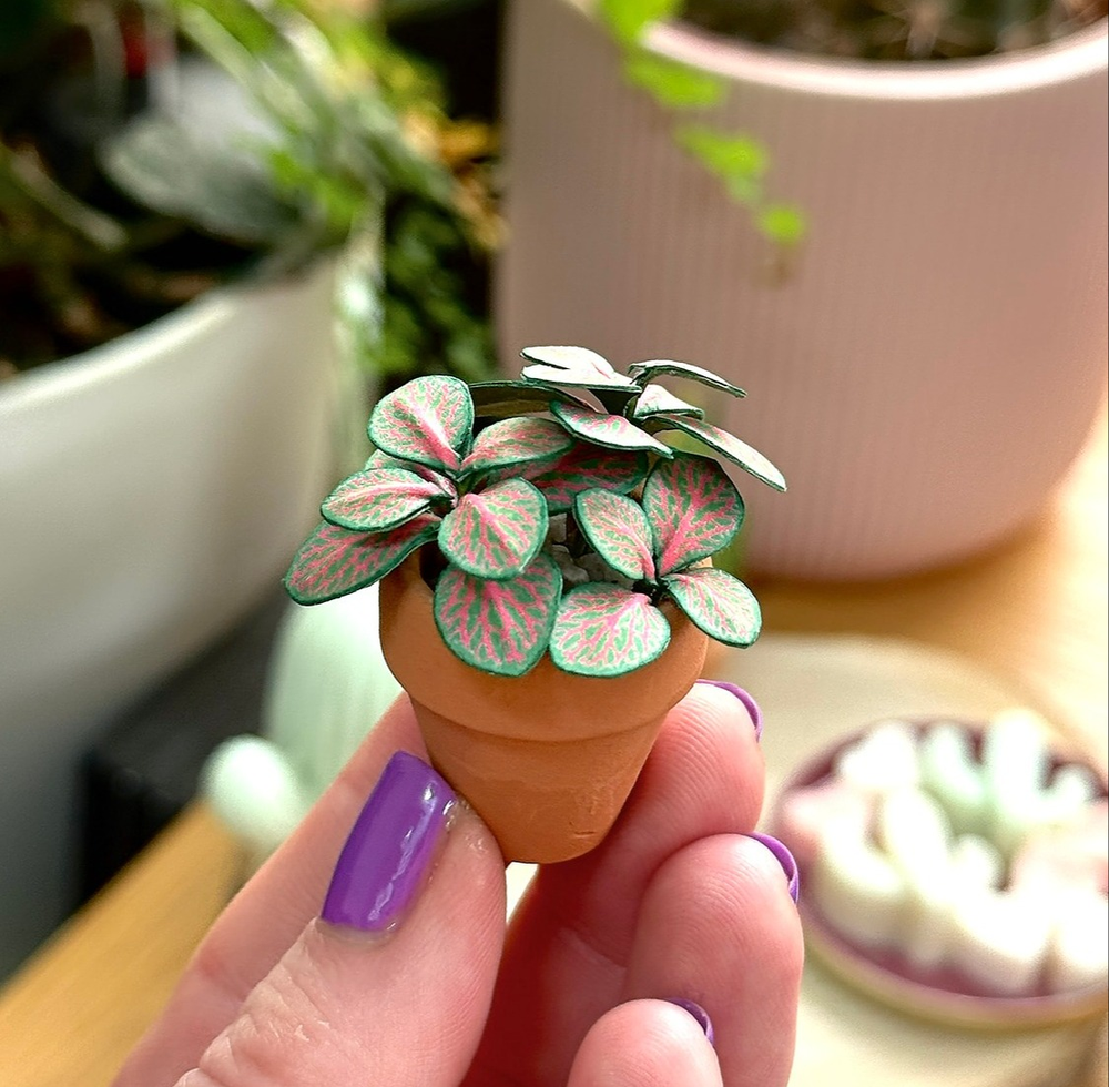‘You’ve Got Nerve’ Miniature Fittonia Paper Plant photo 0