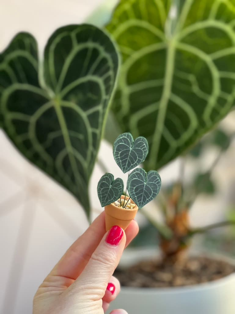 ‘I Will Survive’ Miniature Velvet Anthurium Paper Plant photo 0