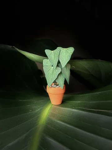 ‘May the Roots Be With You’ Miniature Anthurium Delta Force Paper Plant photo 3