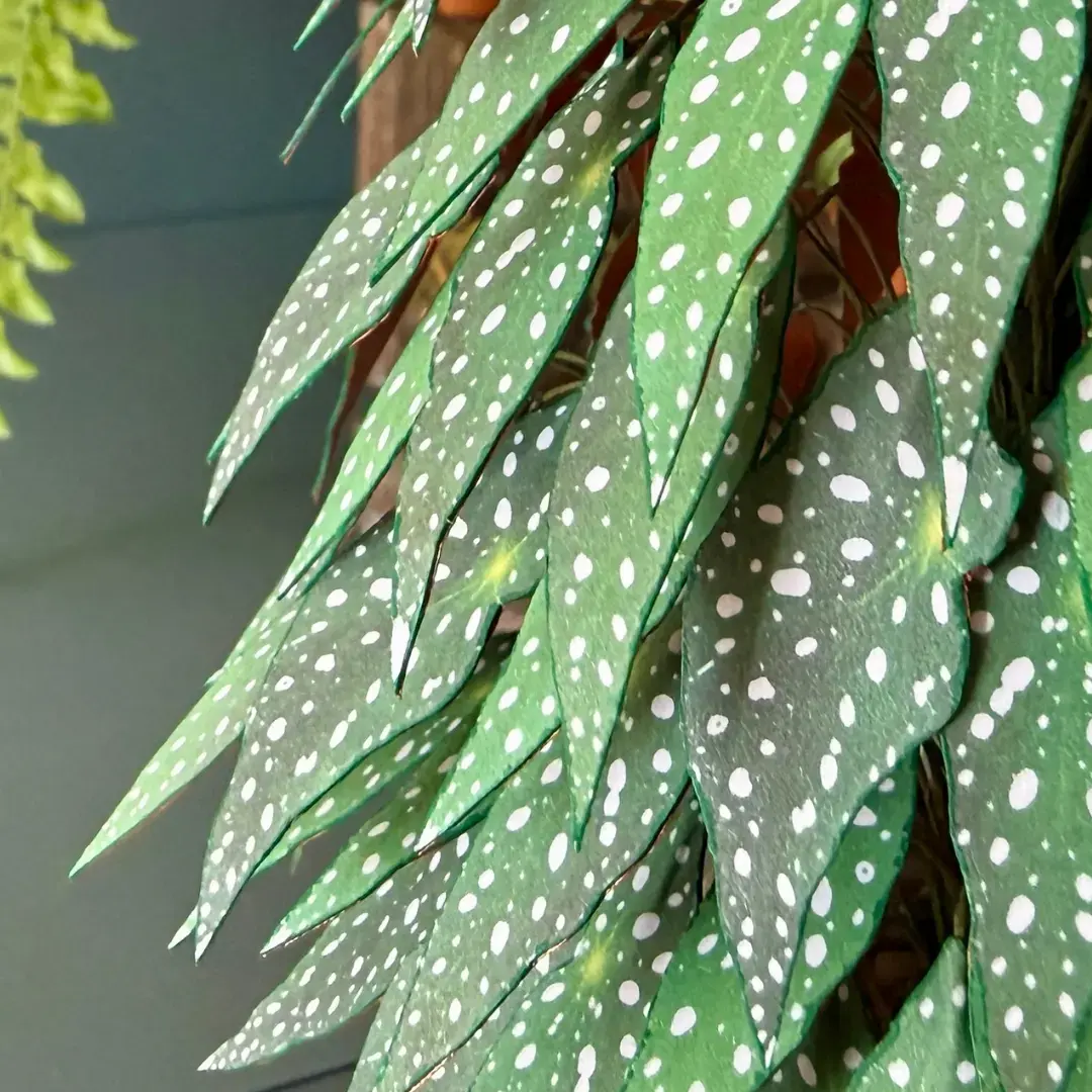 Begonia tree leaves