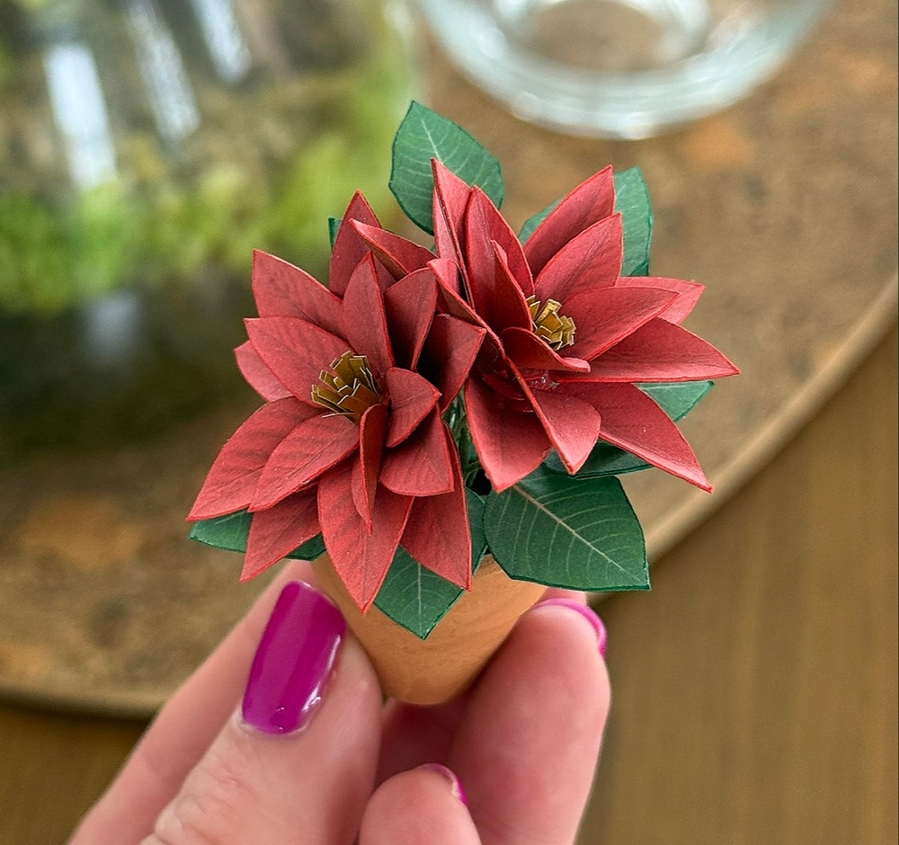 Star of Wonder - Double Bloom