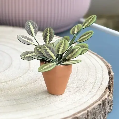 Prayer Plant