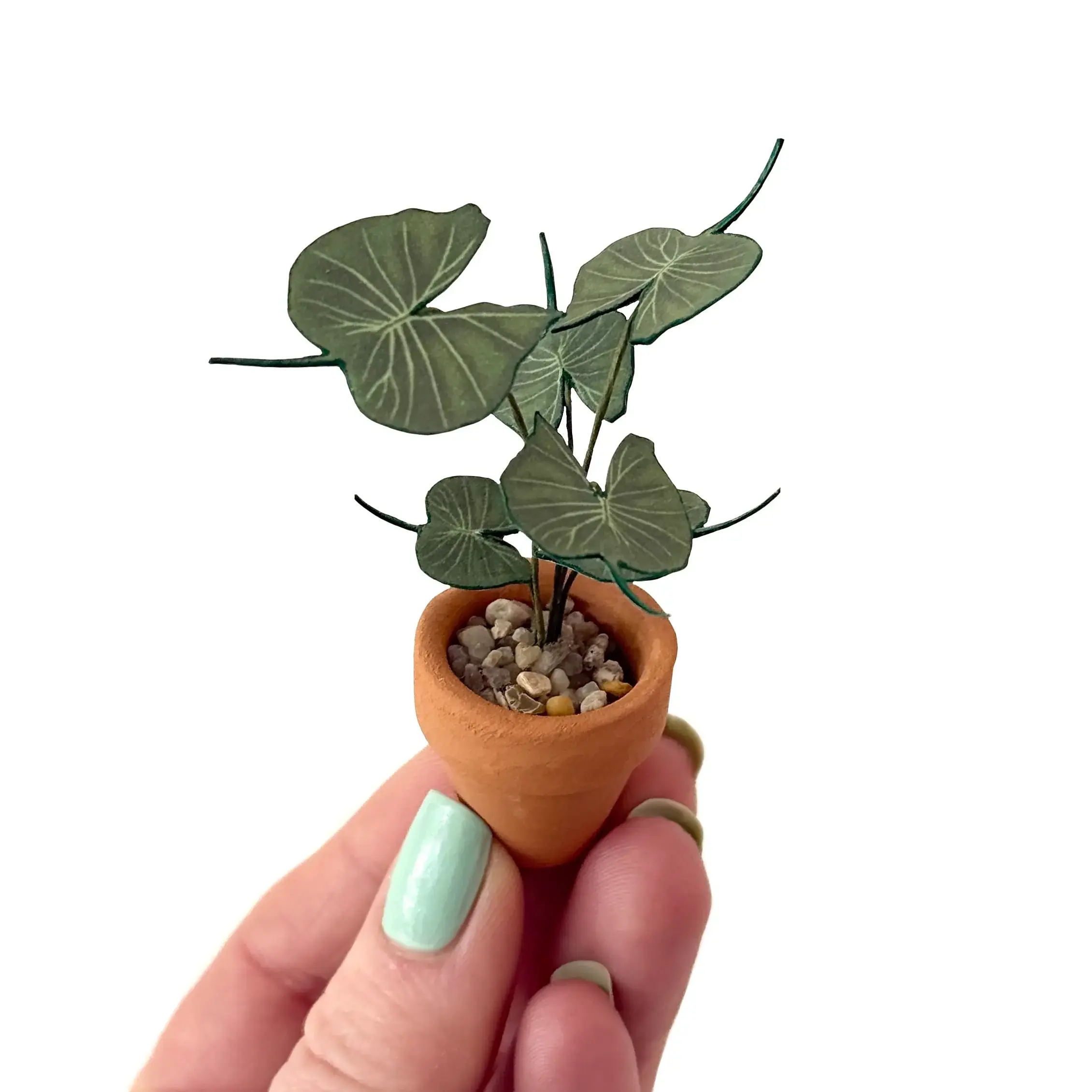 Alocasia Stingray White