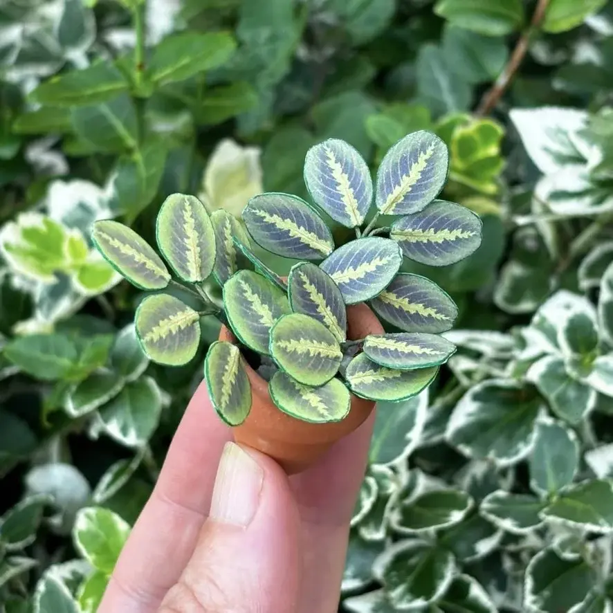 Prayer Plant UGC 8