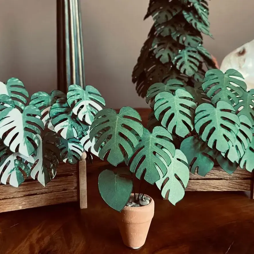 Monstera Deliciosa UGC 4