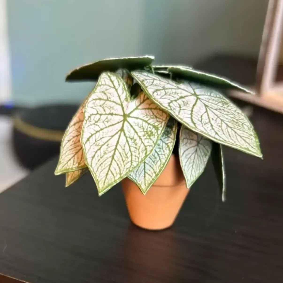 Caladium White Christmas UGC 5