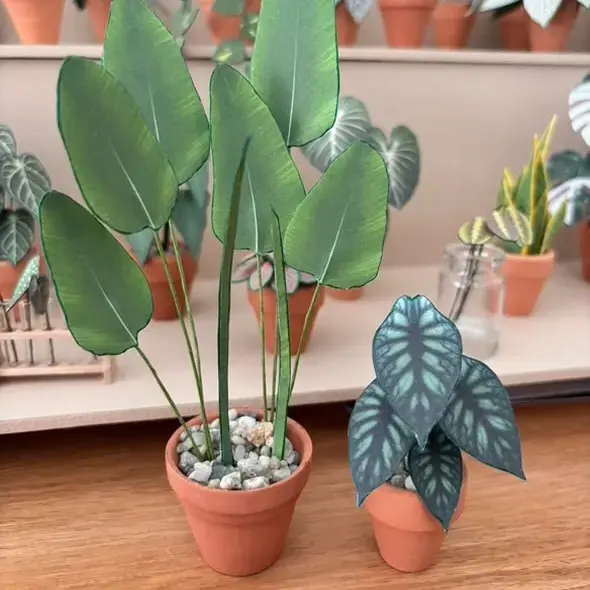Alocasia Dragon Scale UGC 8