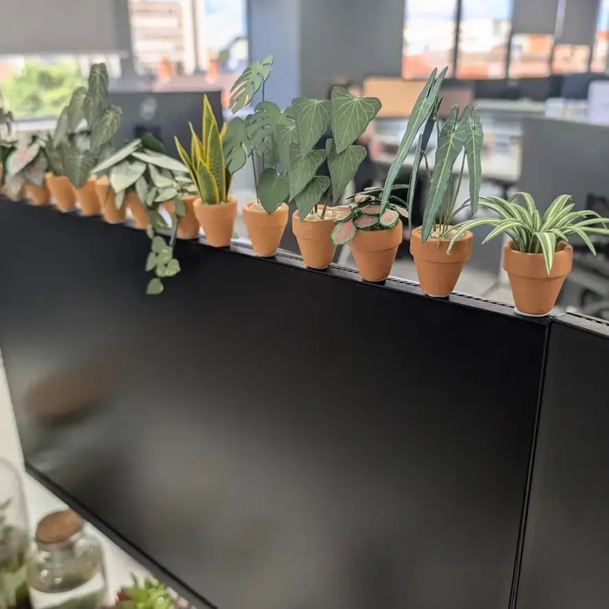 Spider Plant UGC 14
