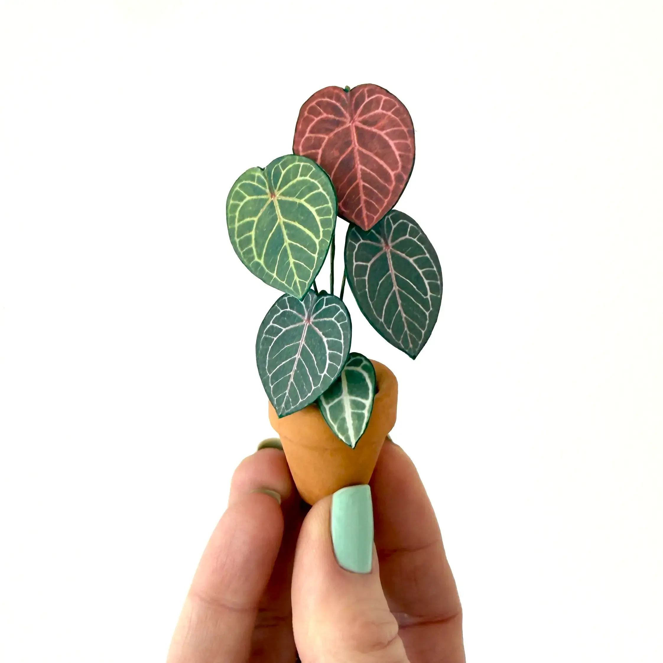 Anthurium Michelle Hand