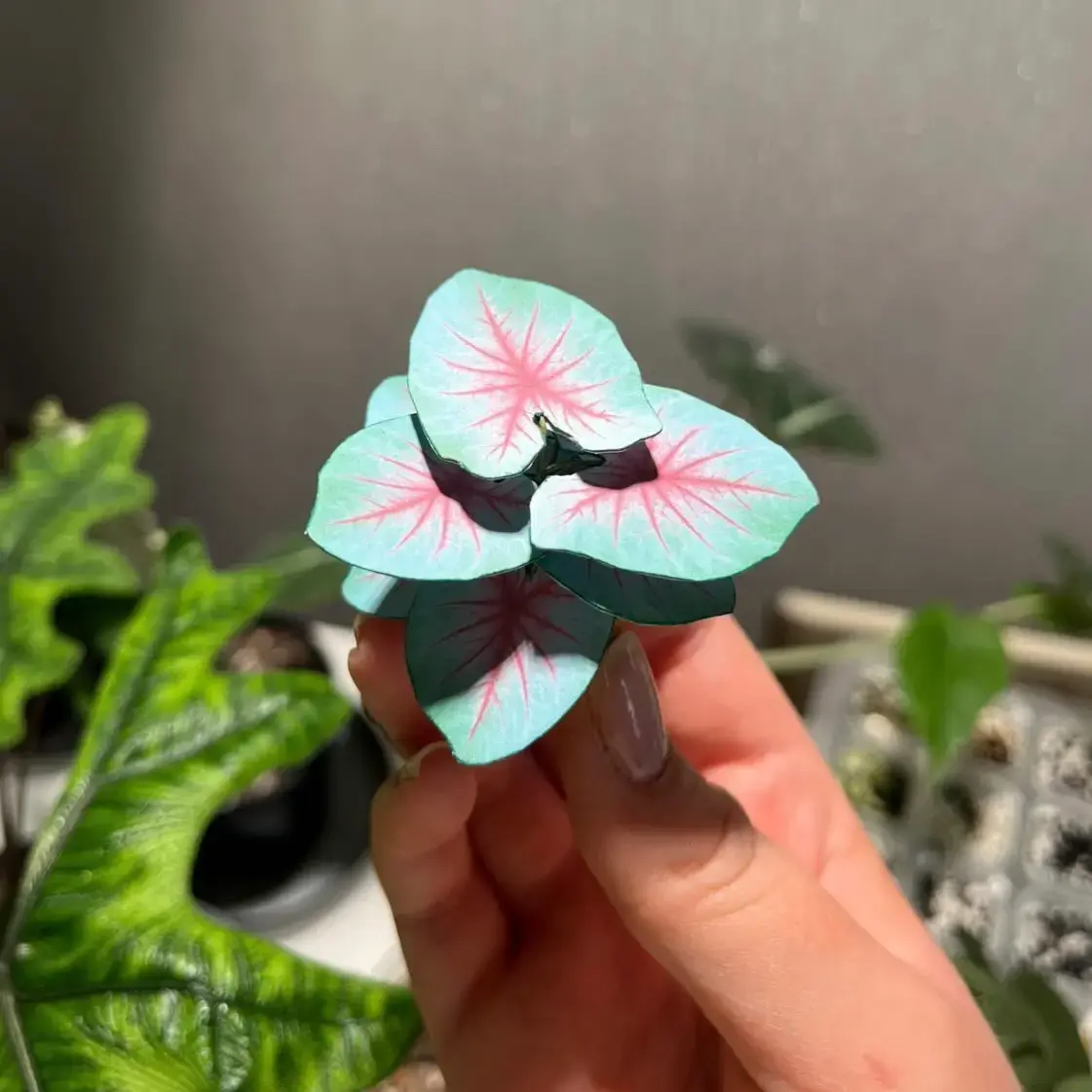 Caladium Mint Julep UGC 11