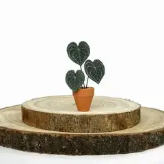 plant-1