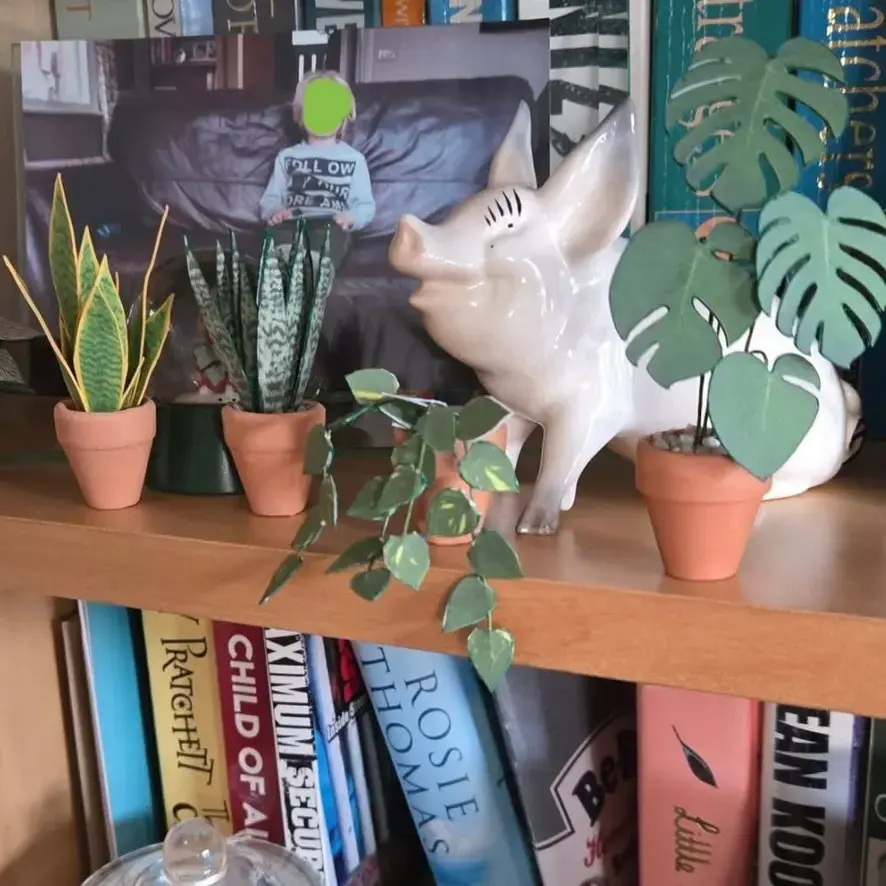 Monstera Deliciosa UGC 17
