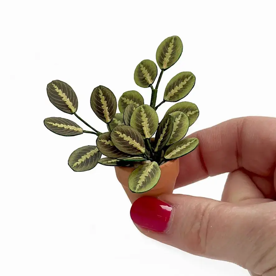 Prayer Plant Hand
