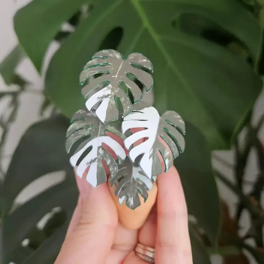 Monstera Albo UGC 1