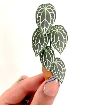 Anthurium Crystallinum UGC 2