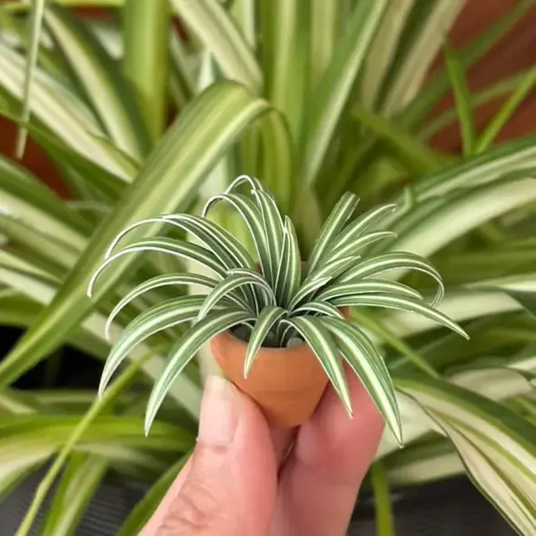 Spider Plant UGC 1