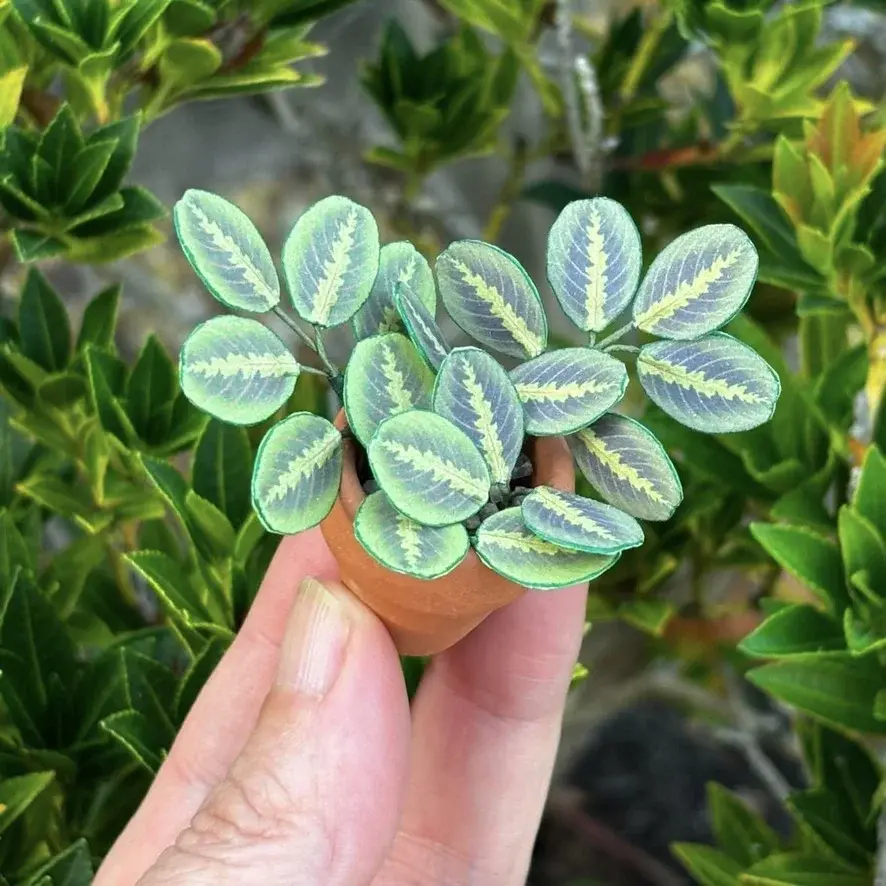 Prayer Plant UGC 1