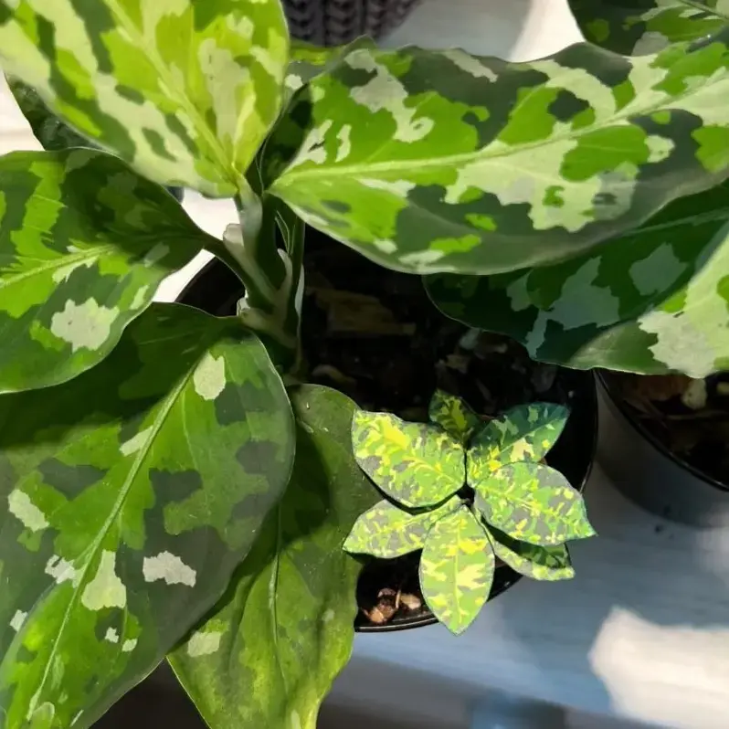 Pictum UGC 1